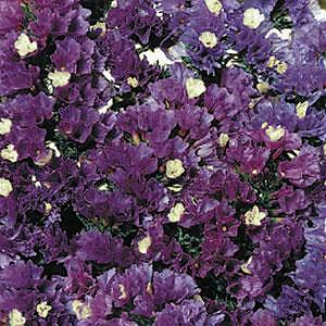 Statice QIS Purple 1,000 seeds