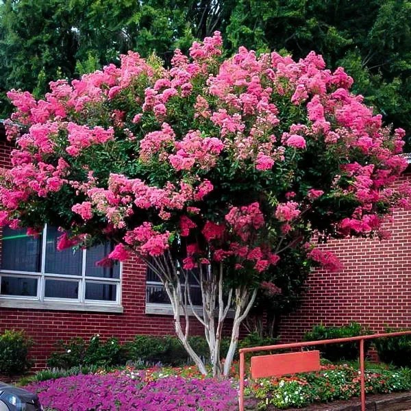 5 Cuttings Pink Crape Myrtle (Lagerstroemia indica) Organic Tree