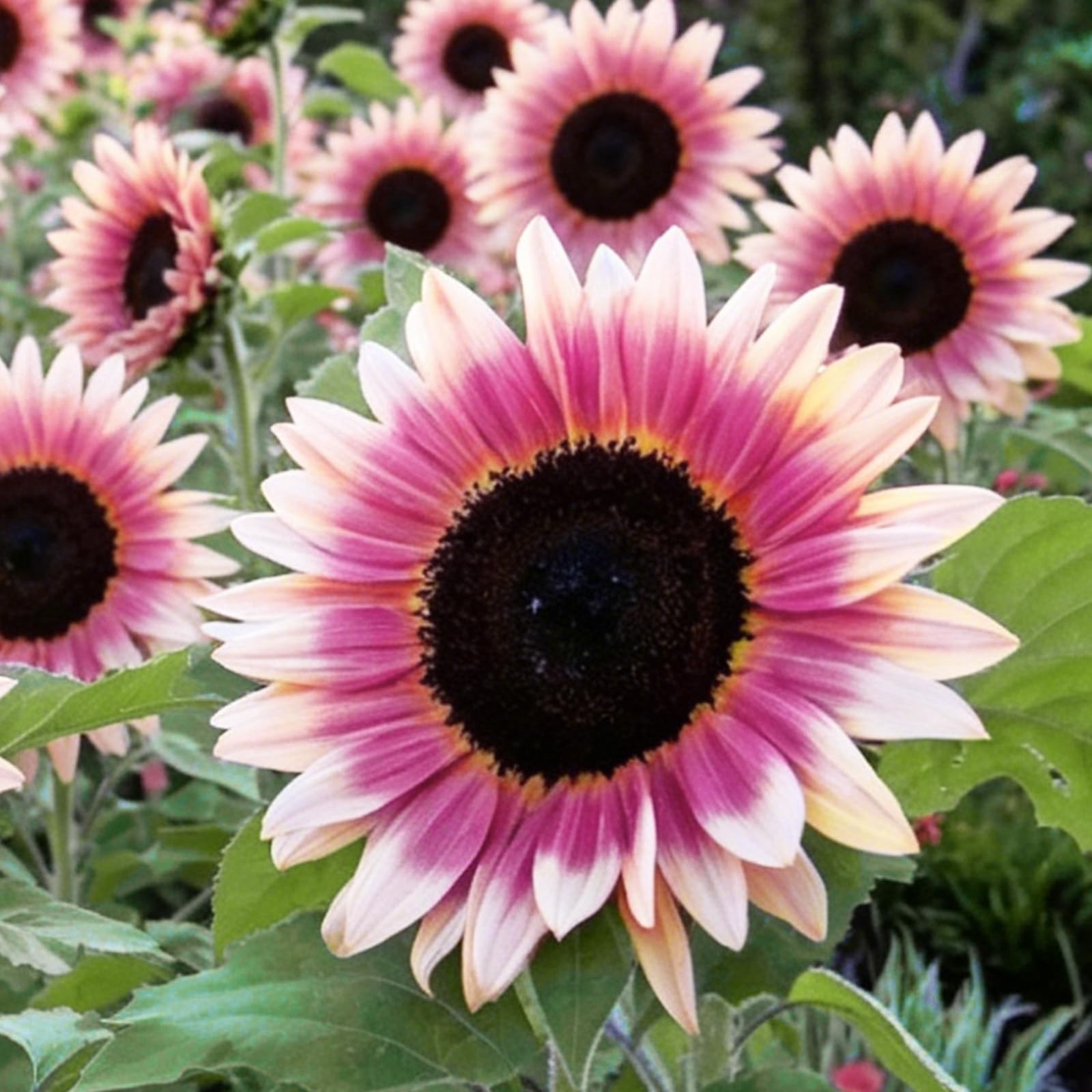 300+ Strawberry Pink Sunflower Seeds for Easy Garden Planting & Landscaping