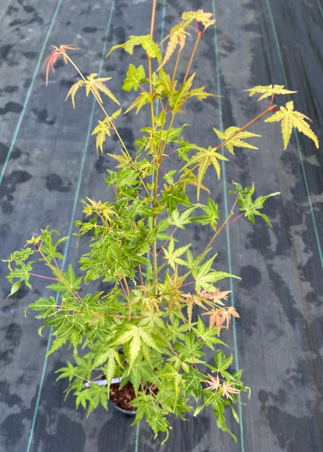 Acer palmatum ‘La Diabla’ (La Diabla Japanese Maple)