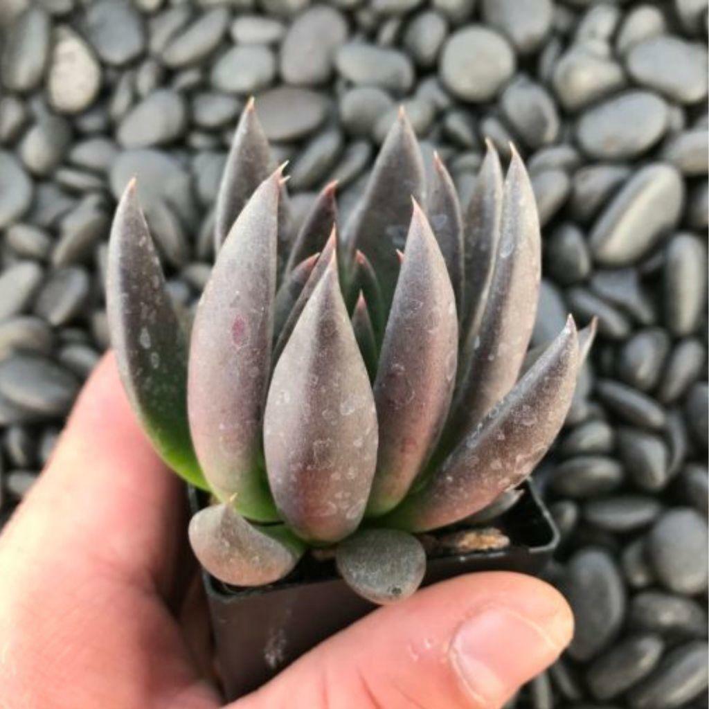 Echeveriaaffinis Black Knight Rooted Starter Plant