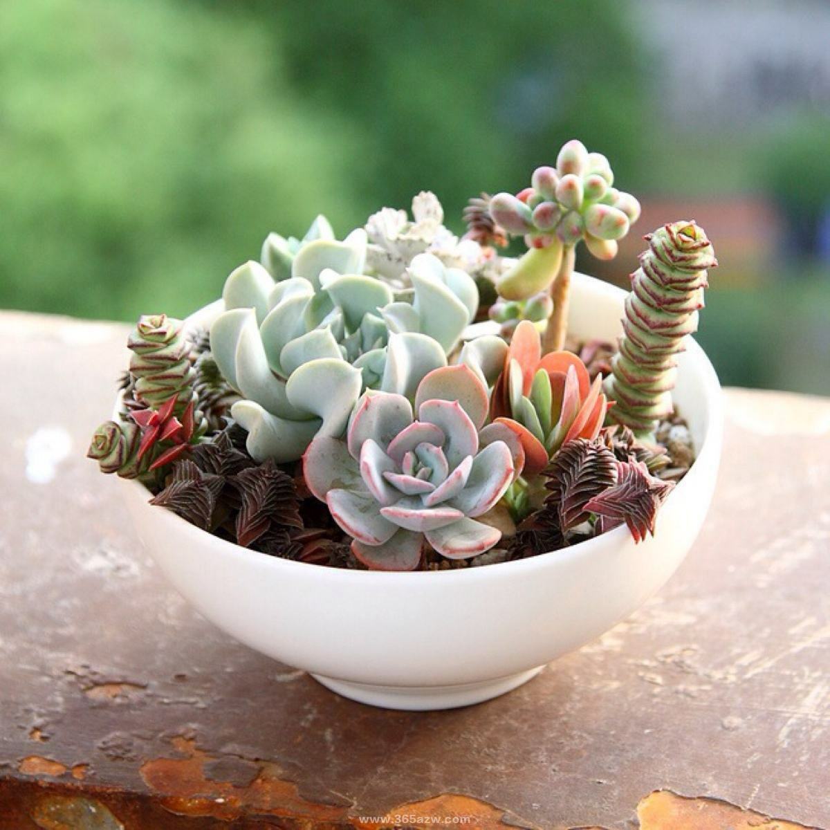 Assorted Succulent Cuttings, Clippings With 10 varieties plants for Garden Decor