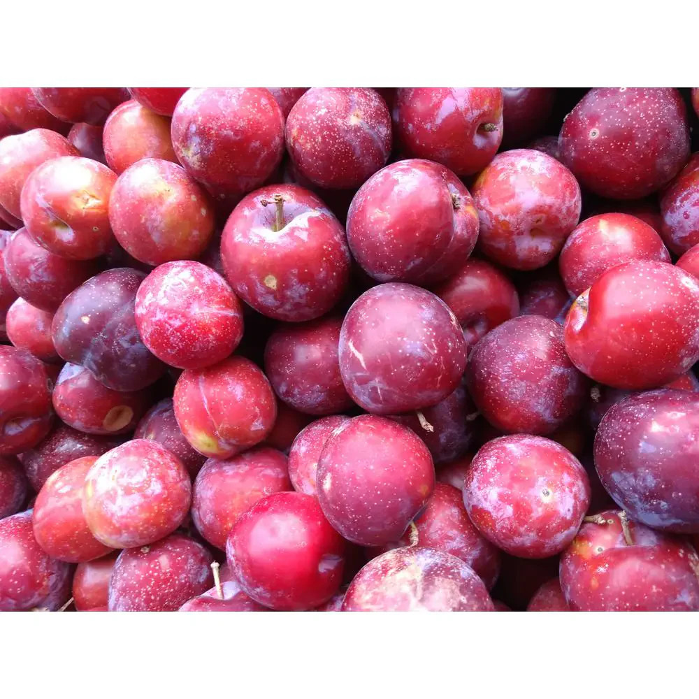 Online Orchards Dwarf Santa Rosa Plum Tree Bare Root Fruit Tree FTPL003