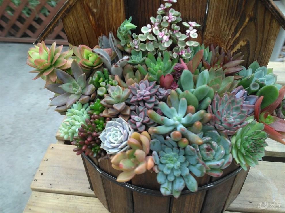 Assorted Succulent Cuttings, Clippings With 10 varieties plants for Garden Decor