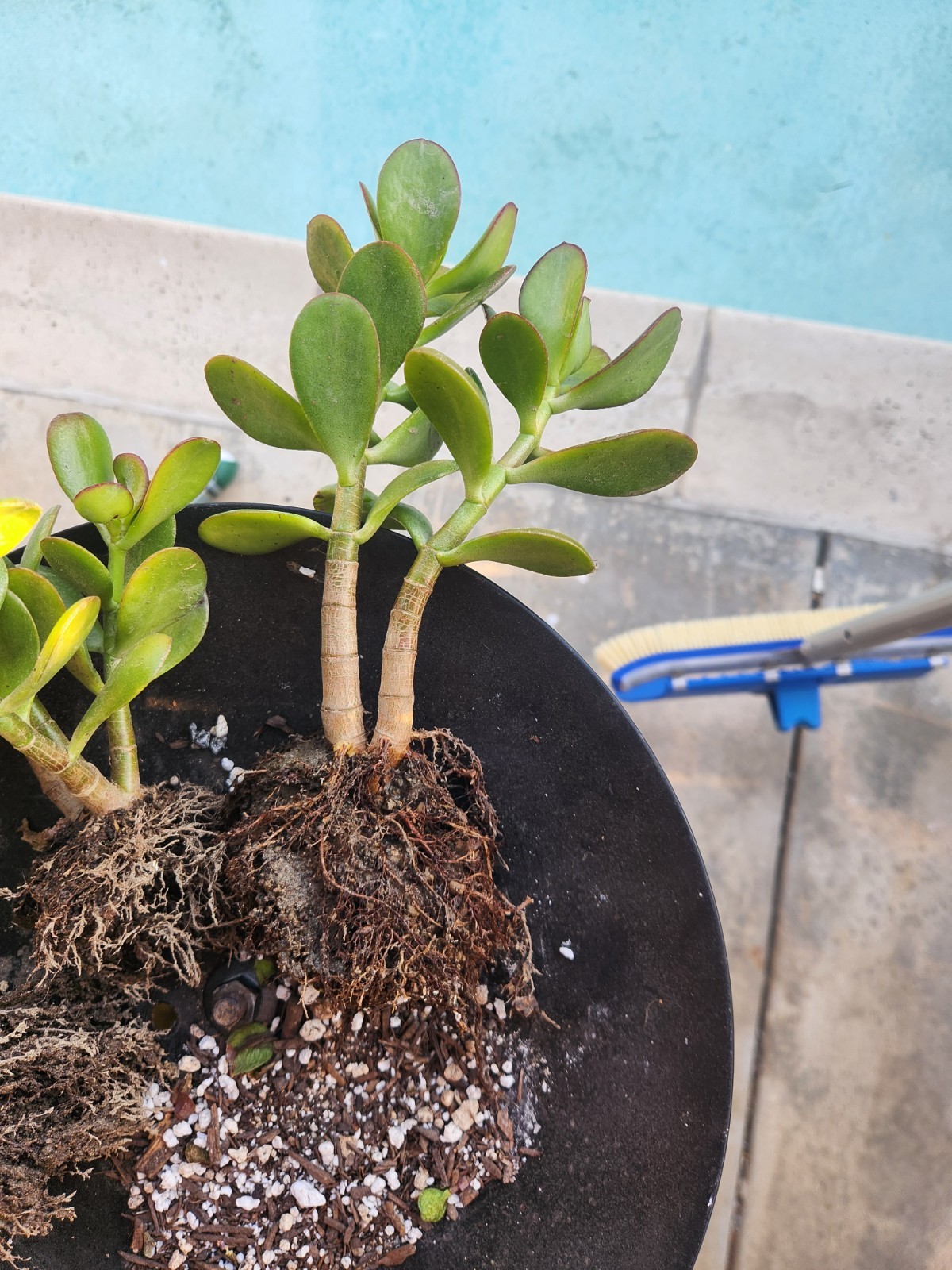 Jade Plant Cuttings 3 Pack Of 5-6” rooted