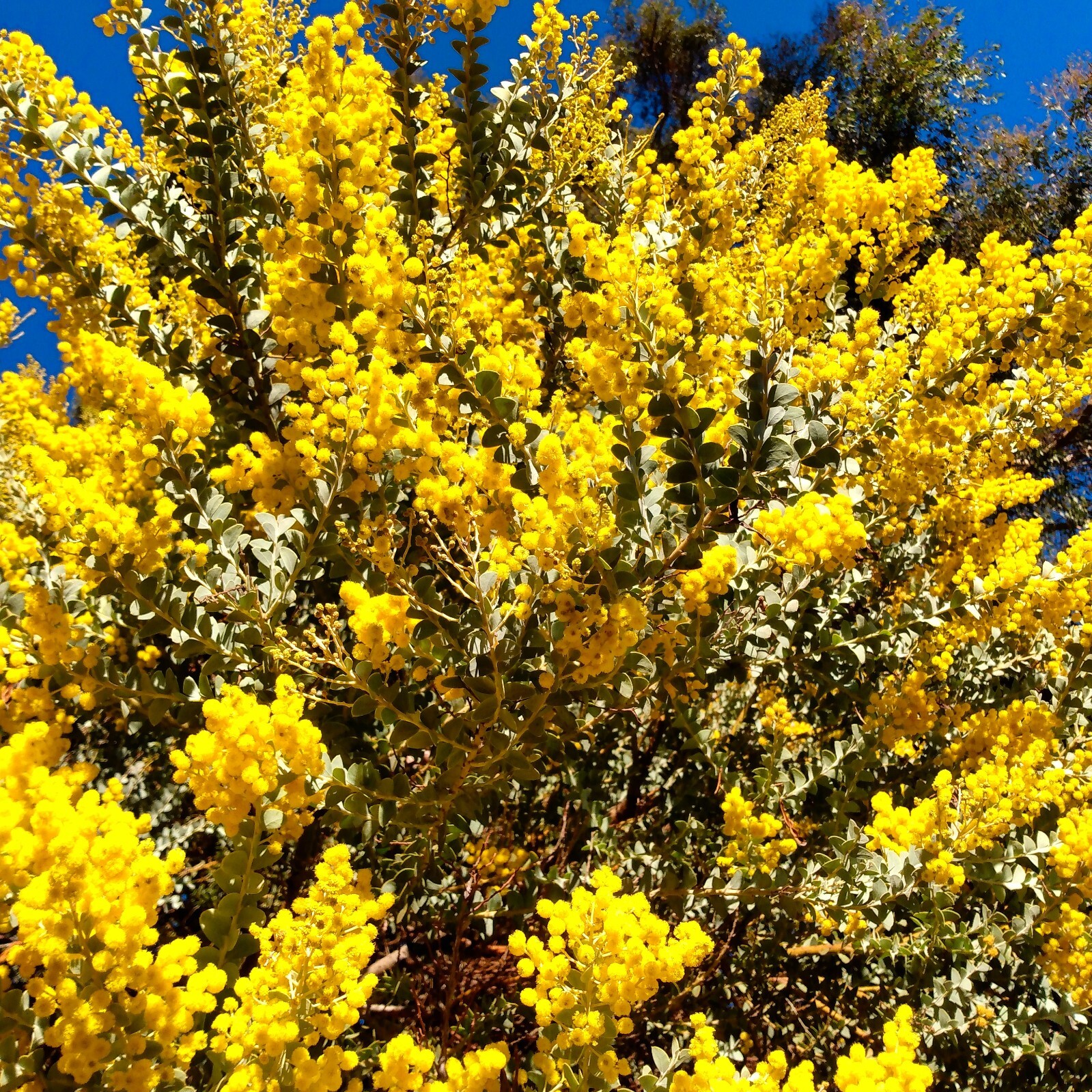 50+ Acacia species Seed Sample Pack – Australian Legume
