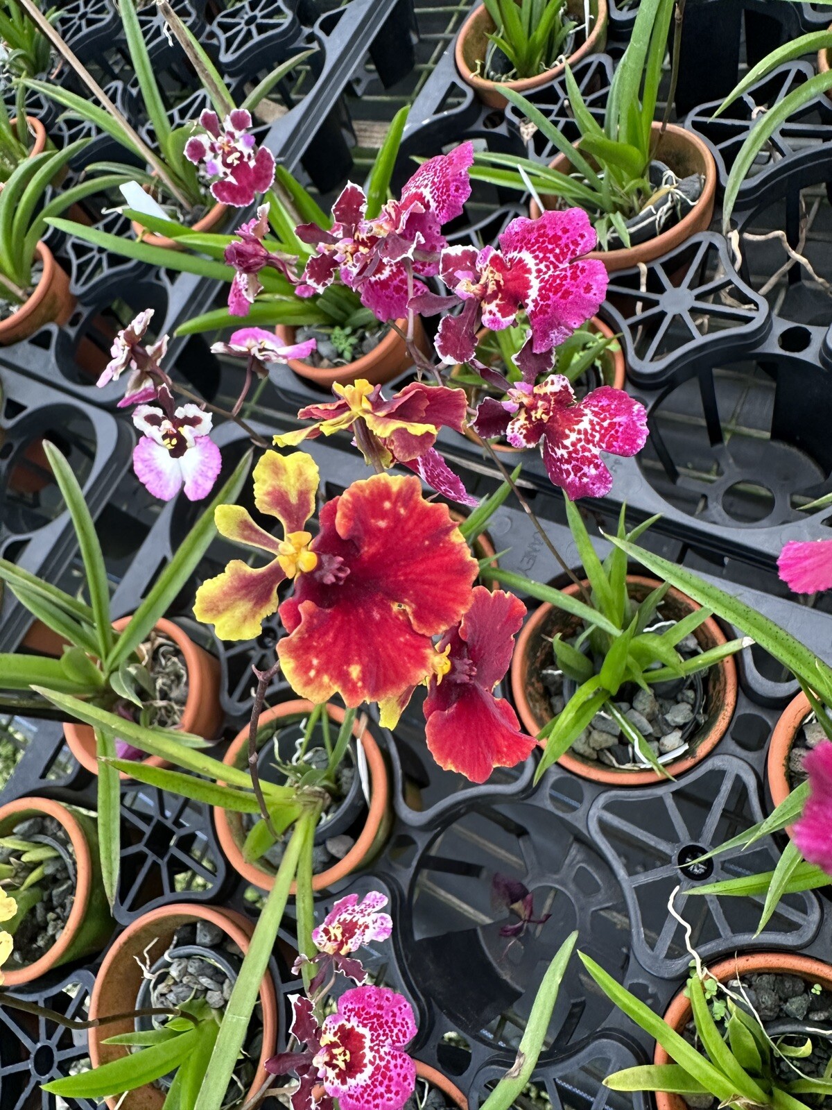 Three Different Tolumnia IN SPIKE! Equitant Orchid Plant Oncidium 3 Plants