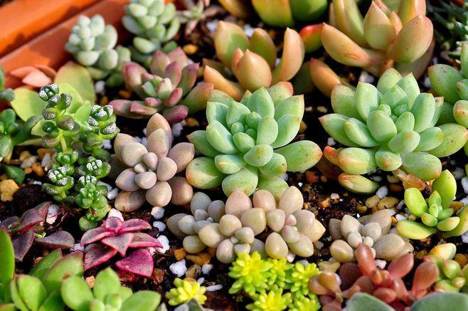 Assorted Succulent Cuttings, Clippings With 10 varieties plants for Garden Decor