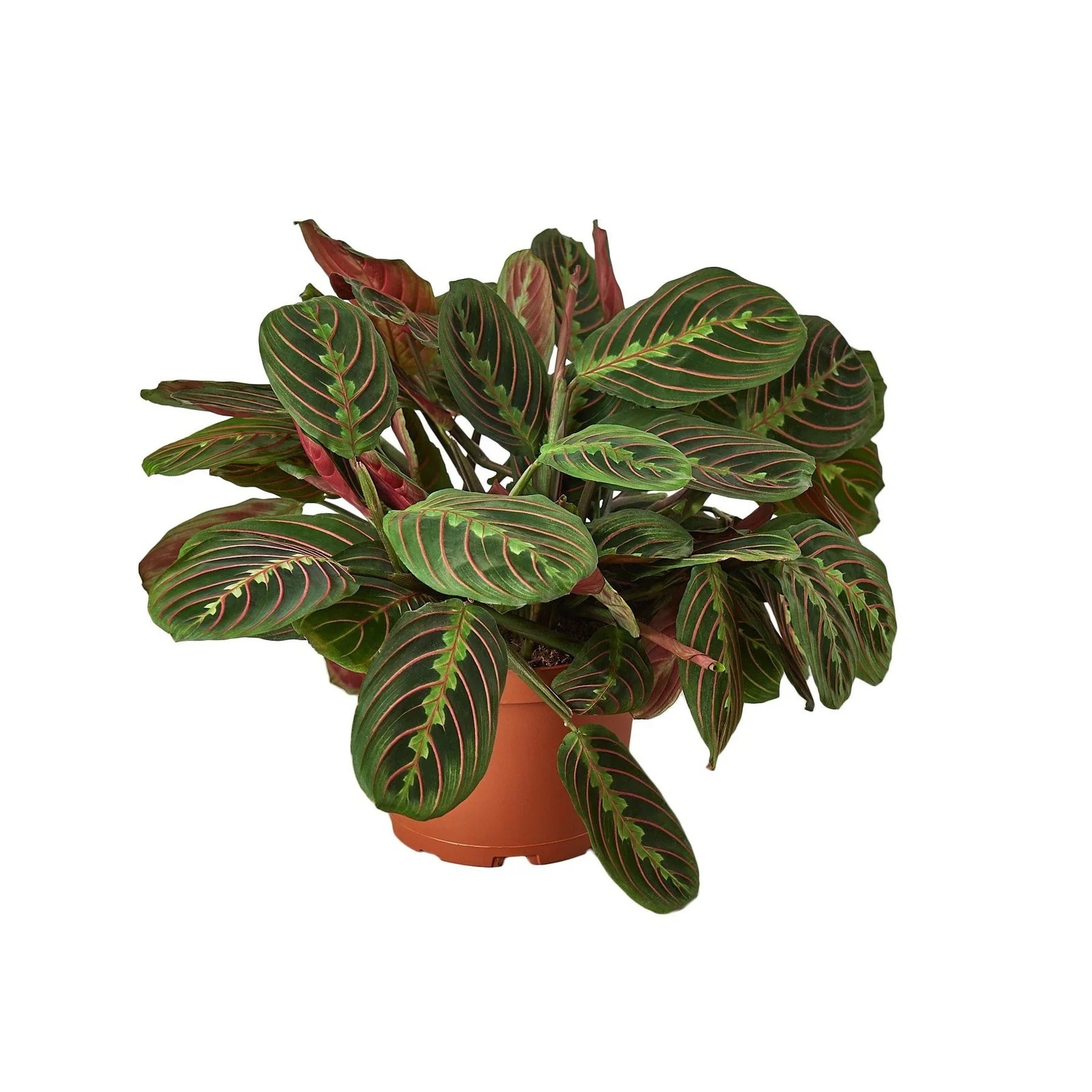 Maranta Red Prayer Plant • Vibrant Herringbone Pattern • 6″ Hanging Basket