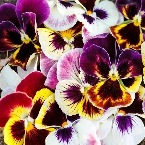 Pansy Swiss Giants Mixed Colors Seeds Organic, Non-GMO Viola Wittrockiana Roggli