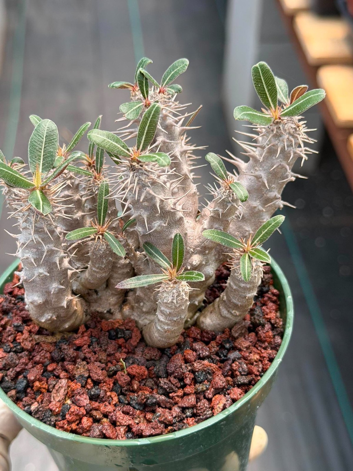 Pachypodium Rosulatum – Rare Succulent Caudex Plant – Live Collectors Specimen