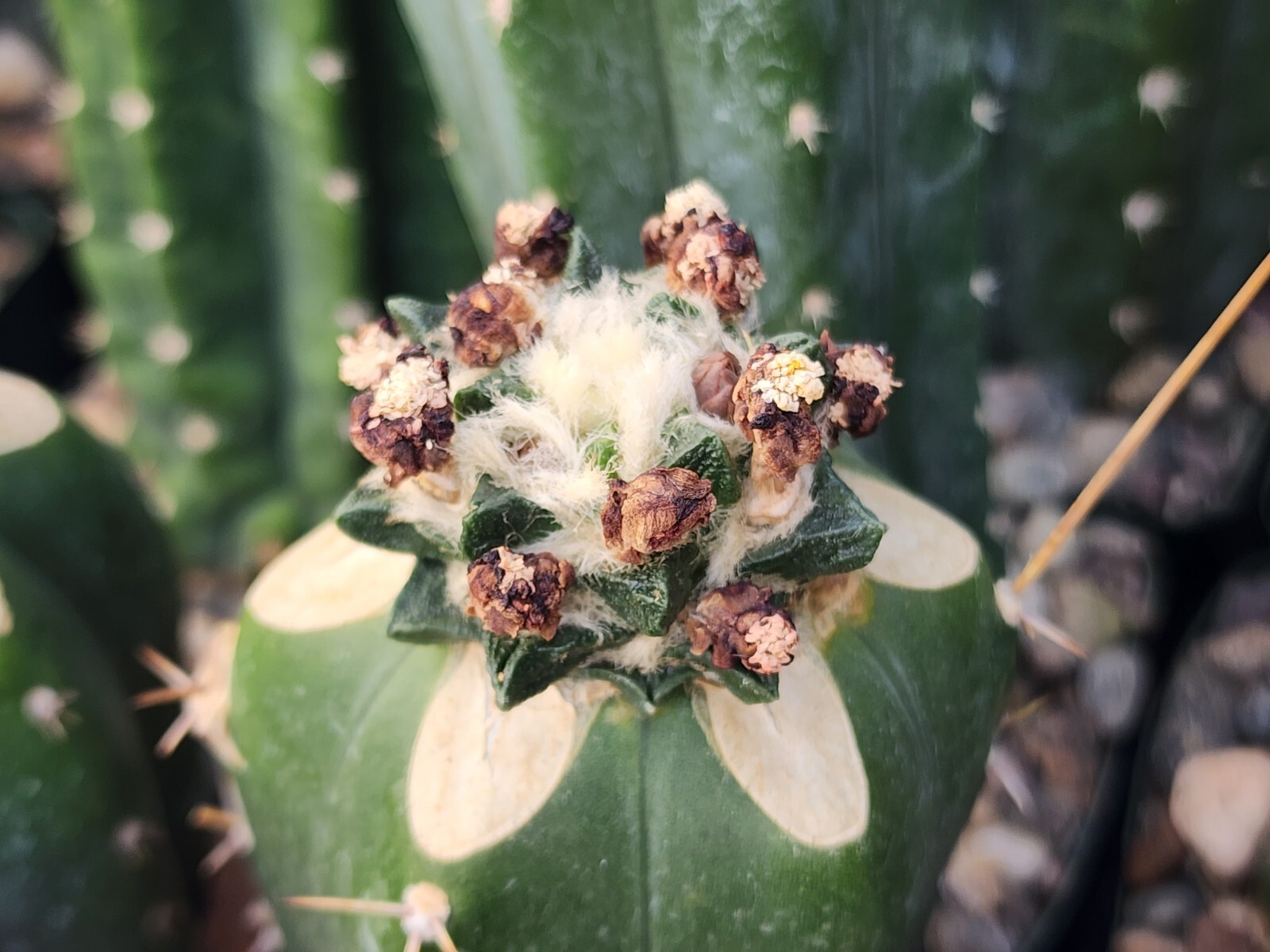 Ariocarpus Scapharostrus – Short Tubercle Form – 10 Seeds G