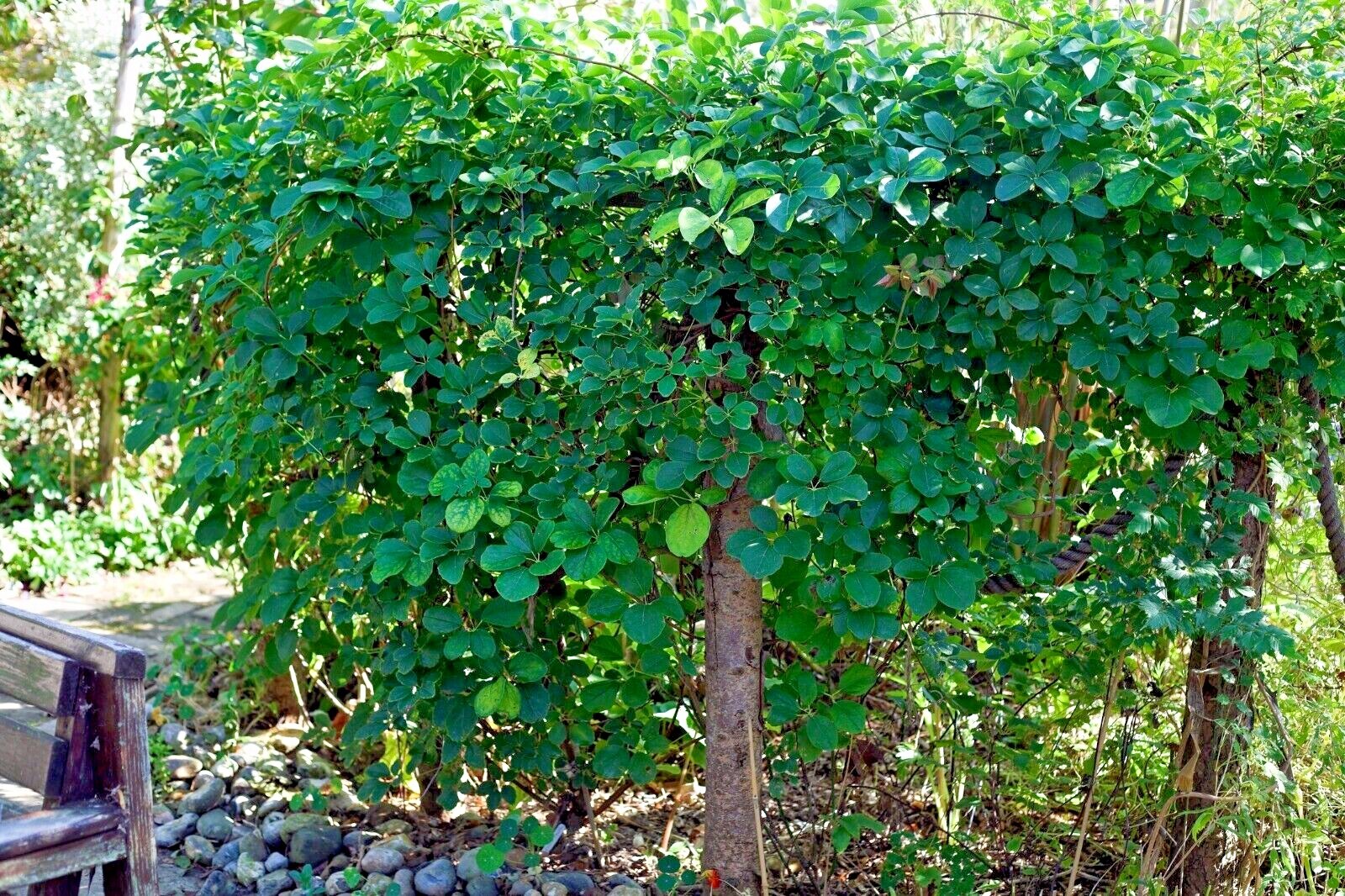 100 – 1,000 CHOCOLATE VINE SEEDS “3-LEAF” (A. trifoliata) Fruit Flower Climber