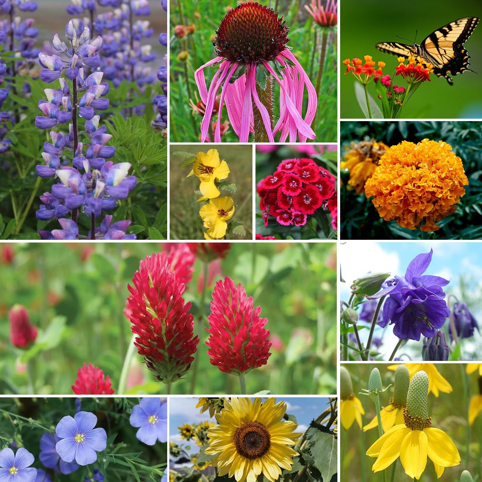 Wildflower Seeds Bulk Mix, 100,000+ Seeds, Attract Pollinators, Zones 3-10