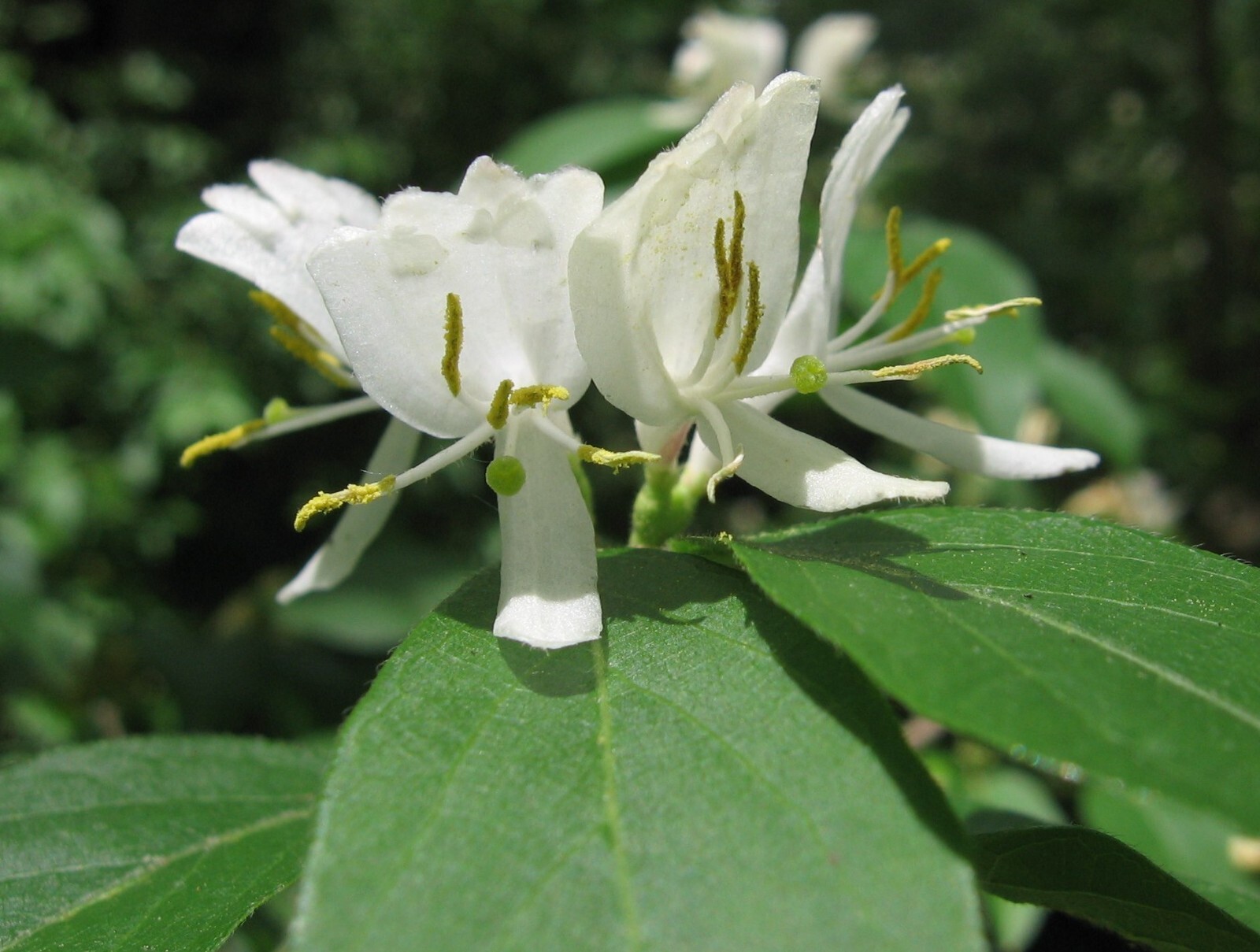 50Pcs Lonicera fragrantissima | Winter Honeysuckle | 50_Seeds