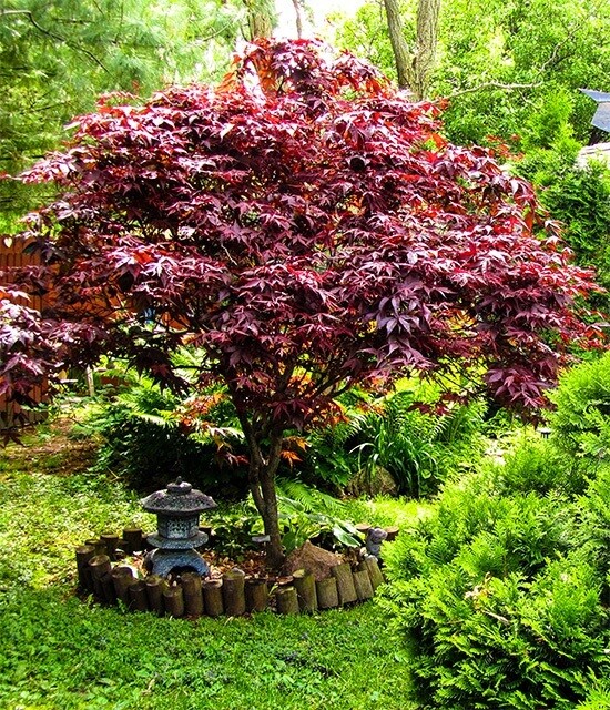 “BLOODGOOD” Red Japanese Maple Tree Seeds (Palmatum atropurpureum) Hardy Bonsai