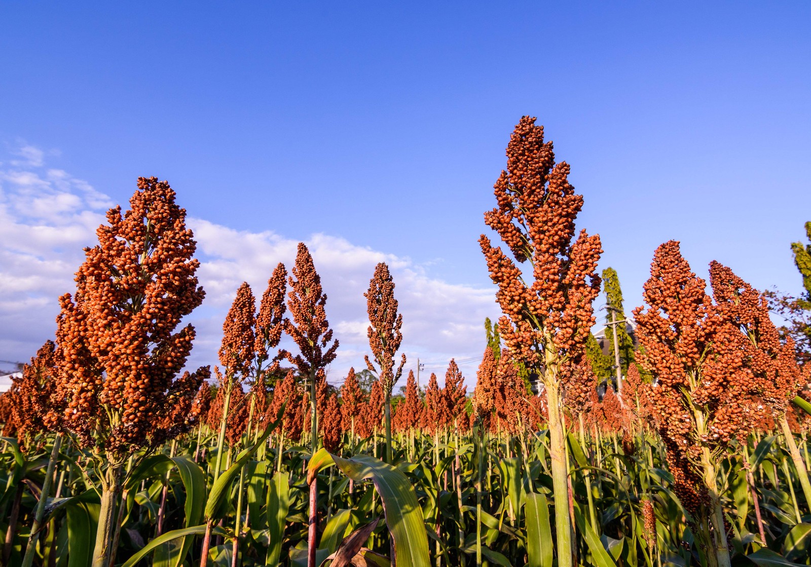 100 WILD GAME FOOD PLOT SORGHUM aka MILO Deer & Game Bird Bicolor Seeds *CombS/H