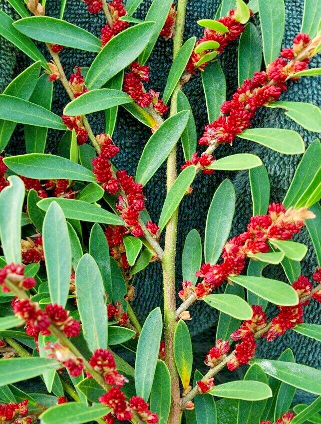 10 BLUE LEAF ISU SEEDS – ( EVERGREEN WITCH HAZEL ) Distylium myricoides