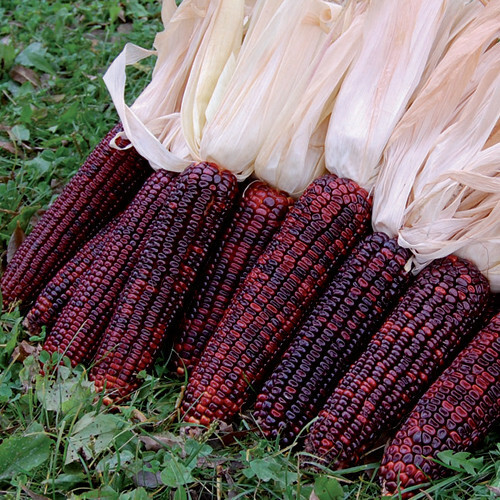 Bloody Butcher Corn Seeds | Non-GMO | Free Shipping | Seed Store | 1112
