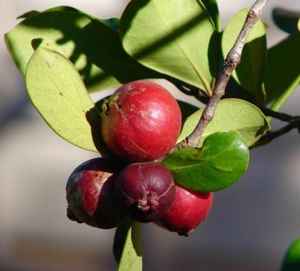 Strawberry Guava Trees 2 Pack Live Rare Tropical Fruit Plants