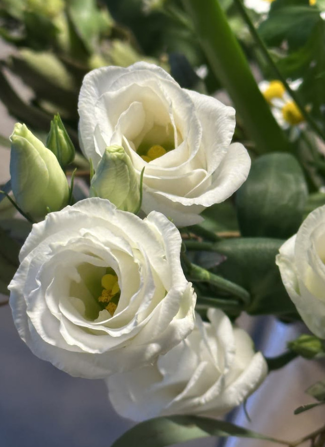 Lisianthus Arosa White III Live Plant Plug – 1–3″ Tall – Cut Flower Garden Plant