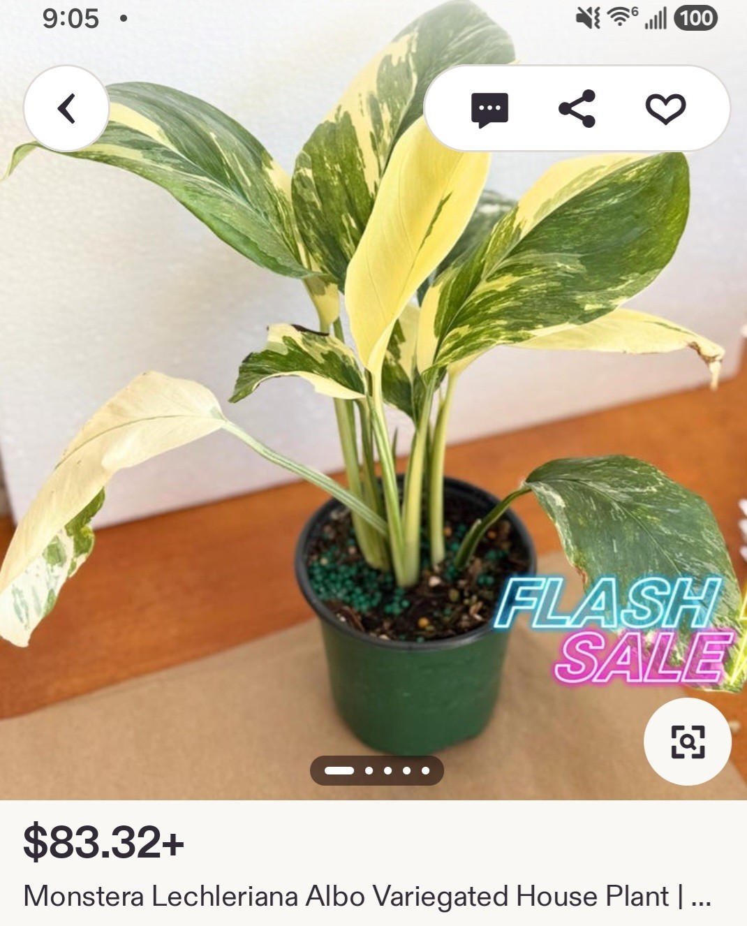 Rare Monstera Lechleriana Albo variegated 17″Tall Not Philodendron Anthurium