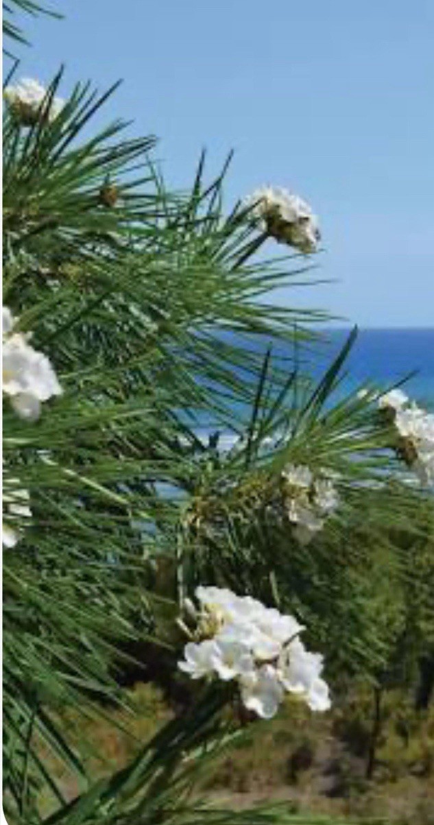 Plumeria Filifolia~Needle Leaf Plumeria~Well Rooted & Grafted Plant~Very Rare!