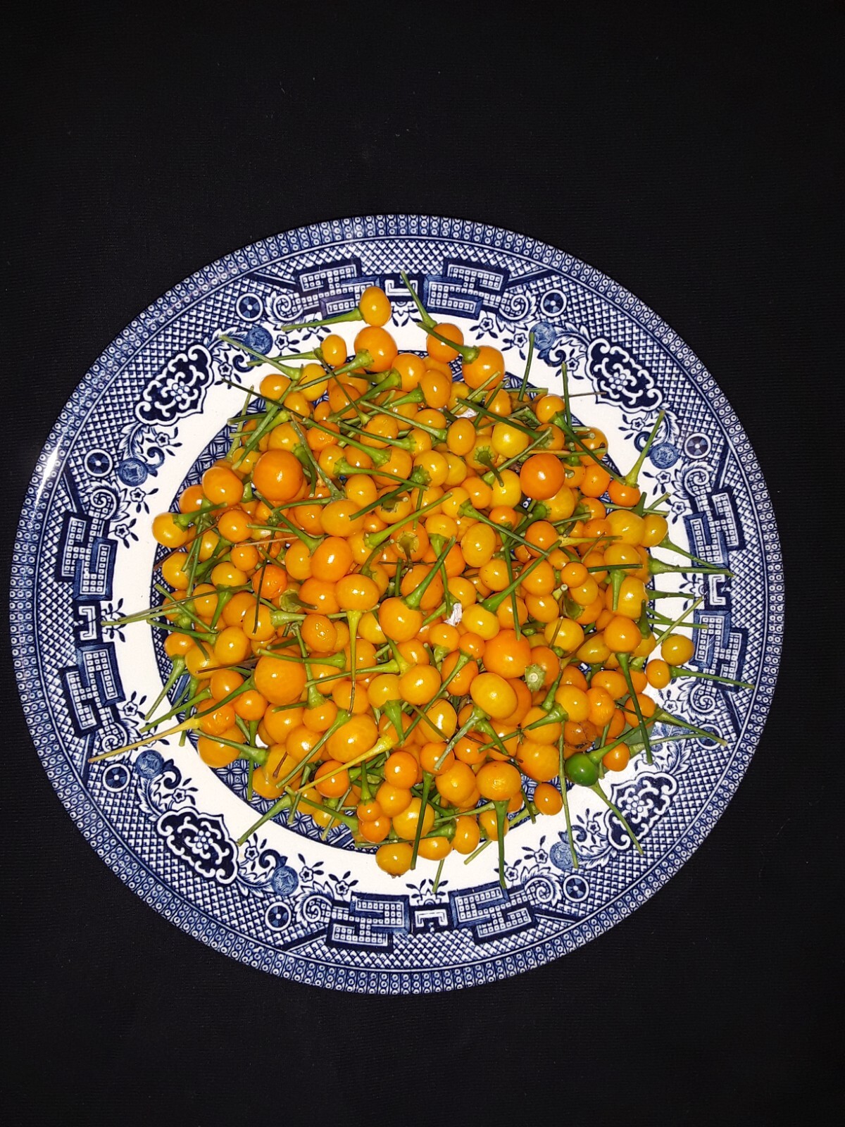 50+ Aji Charapita pepper seeds Peruvian Organic Non-gmo Open Pollinated