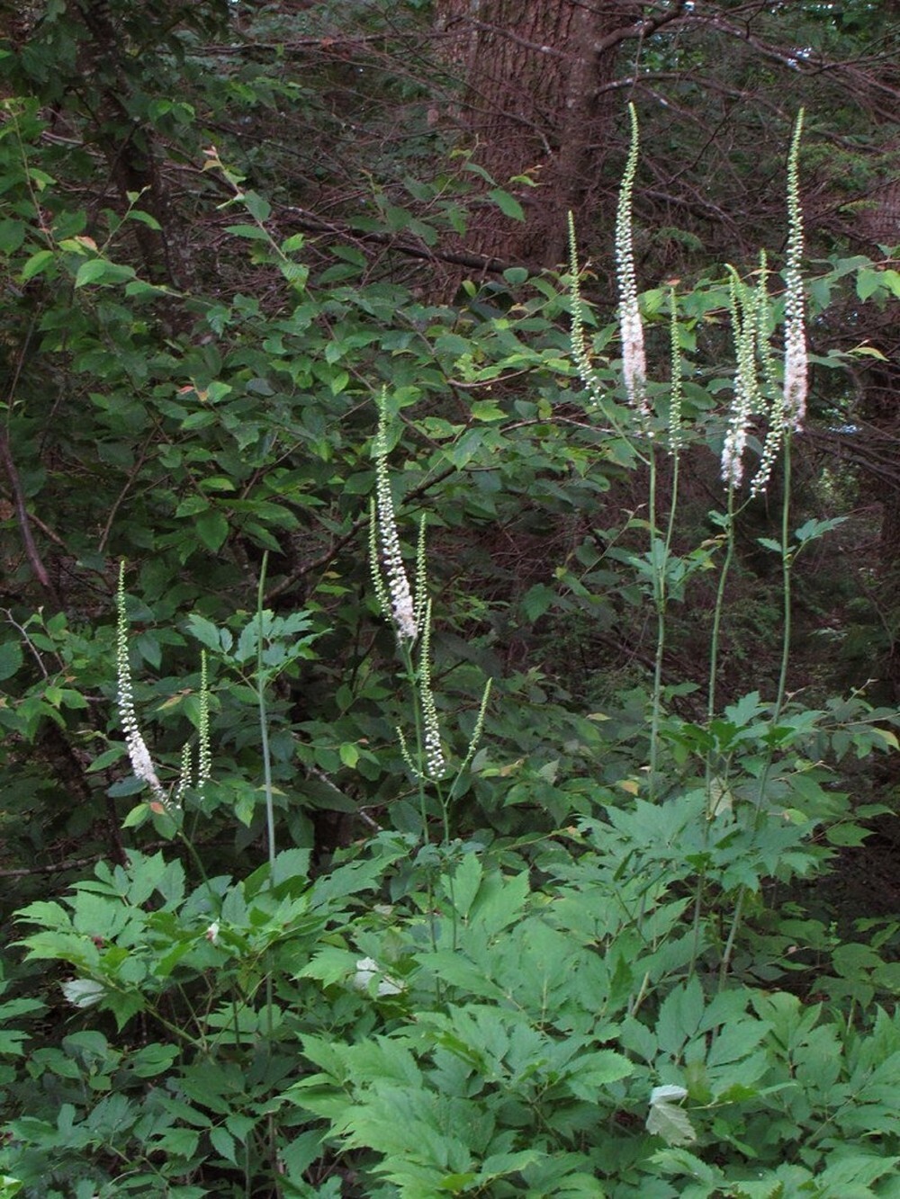 Racemosas Black Actaeas Plants Cohosh Organicly Growns Transplants 50 Bare Roots