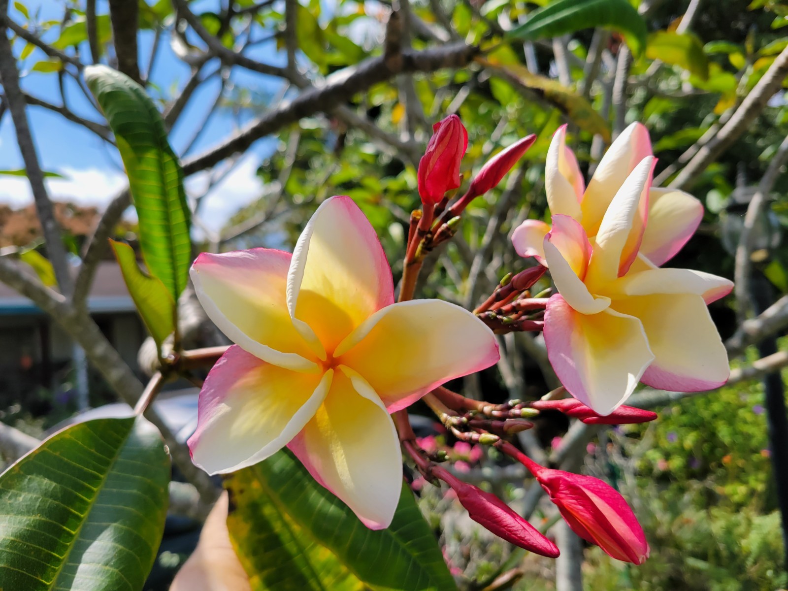 “Vera Cruz Rose” Plumeria 8-10 inch Cutting
