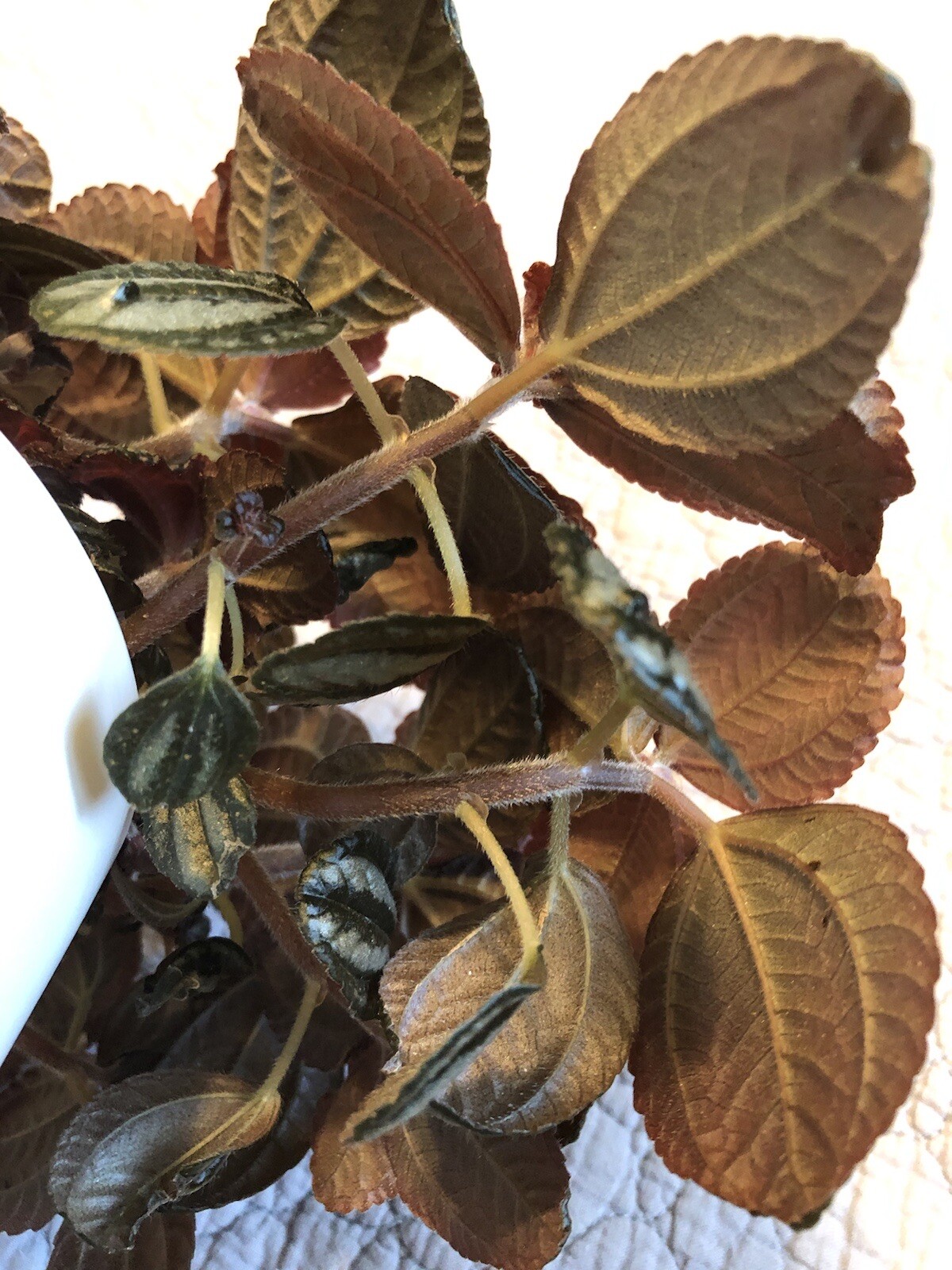 Pilea Spruceana Norfolk Terrarium Plant Cutting Plantlet Vivarium Dart Frog