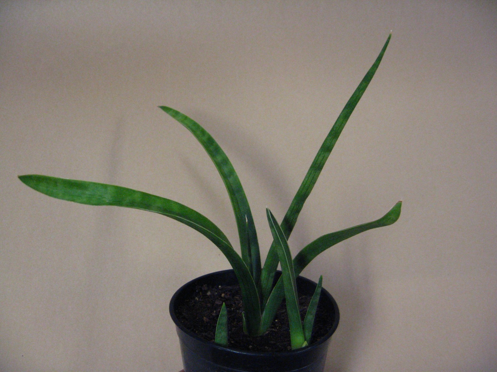 Sansevieria zeylanica (GC 81-37) —- Very Rare Succulent