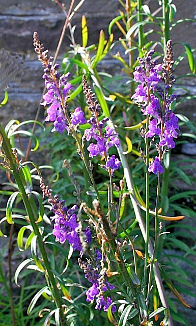 purple toadflax 200 seeds EZ to grow perennial flower, linaria purpurea