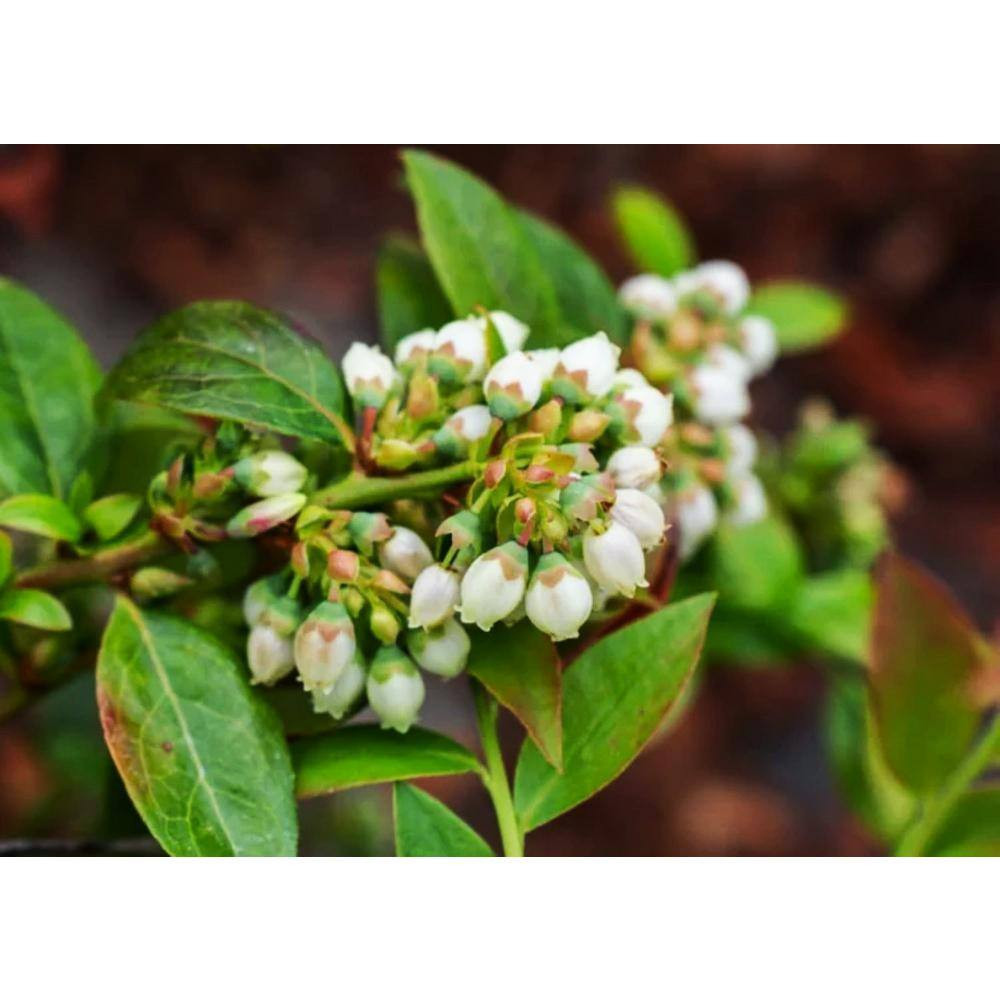 10 In. Bushel and Berry Midnight Cascade Fruit Bearing Potted Blueberry Plant in