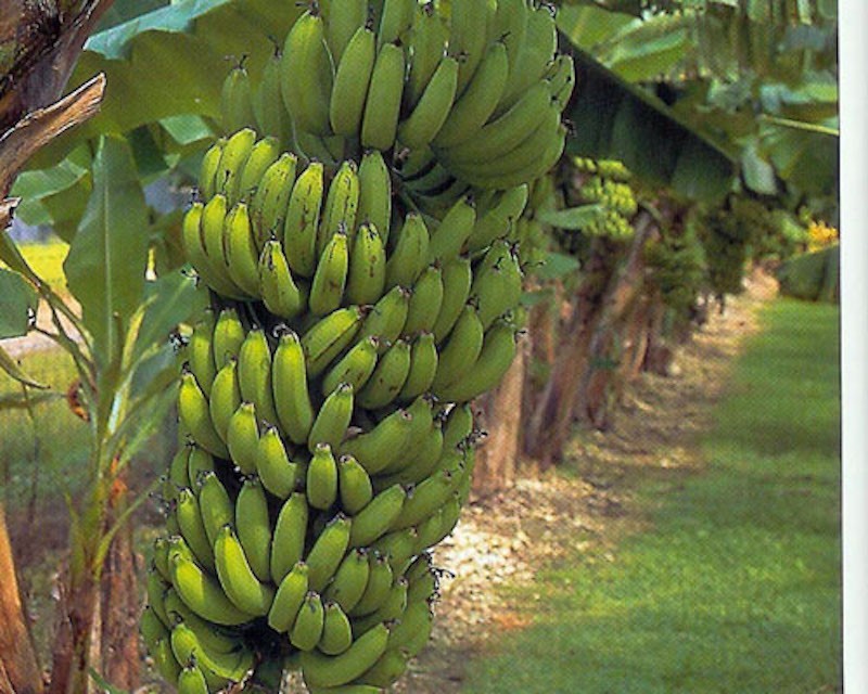 1 Gran Nain Banana Tree Starter Plug Live Plant
