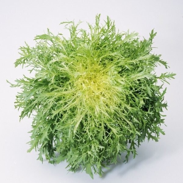 Endive Seeds – Tres Fine – Heirlooms – 1.gram