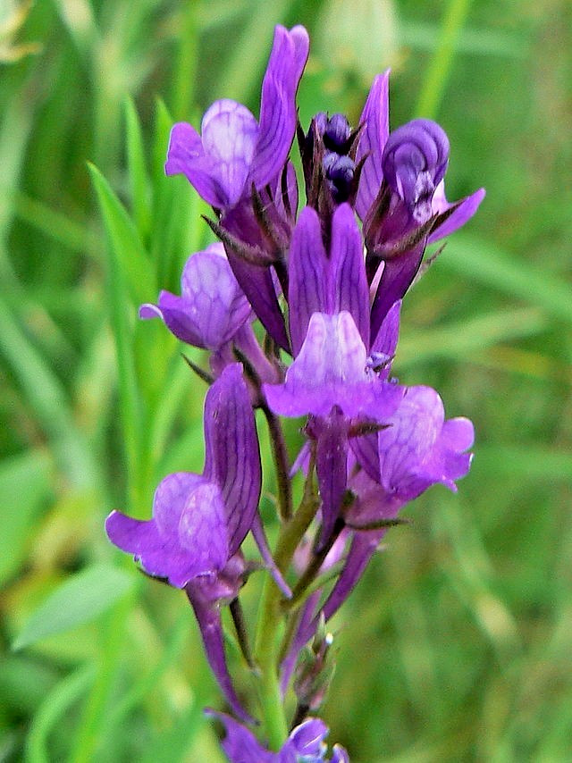 purple toadflax 200 seeds EZ to grow perennial flower, linaria purpurea