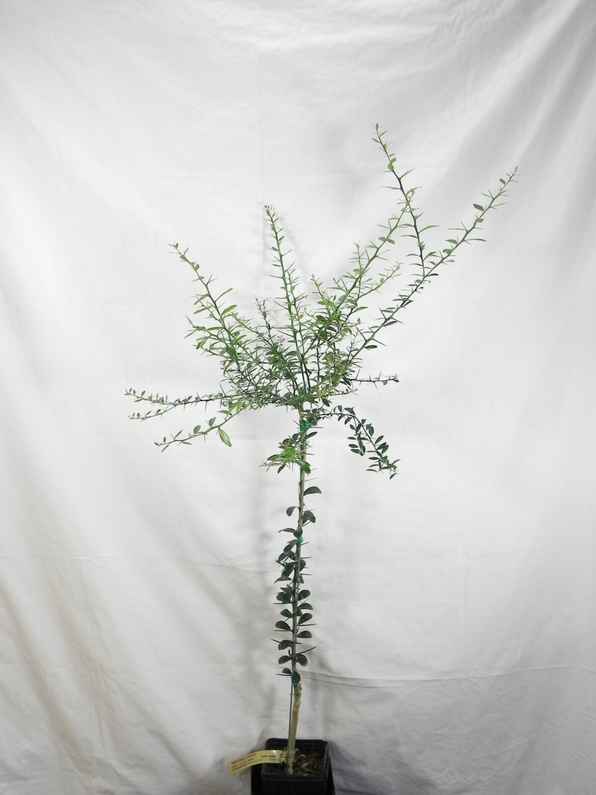 Florida only! Finger Lime (Microcitrus australasica) 26-30″ tall, grafted plant