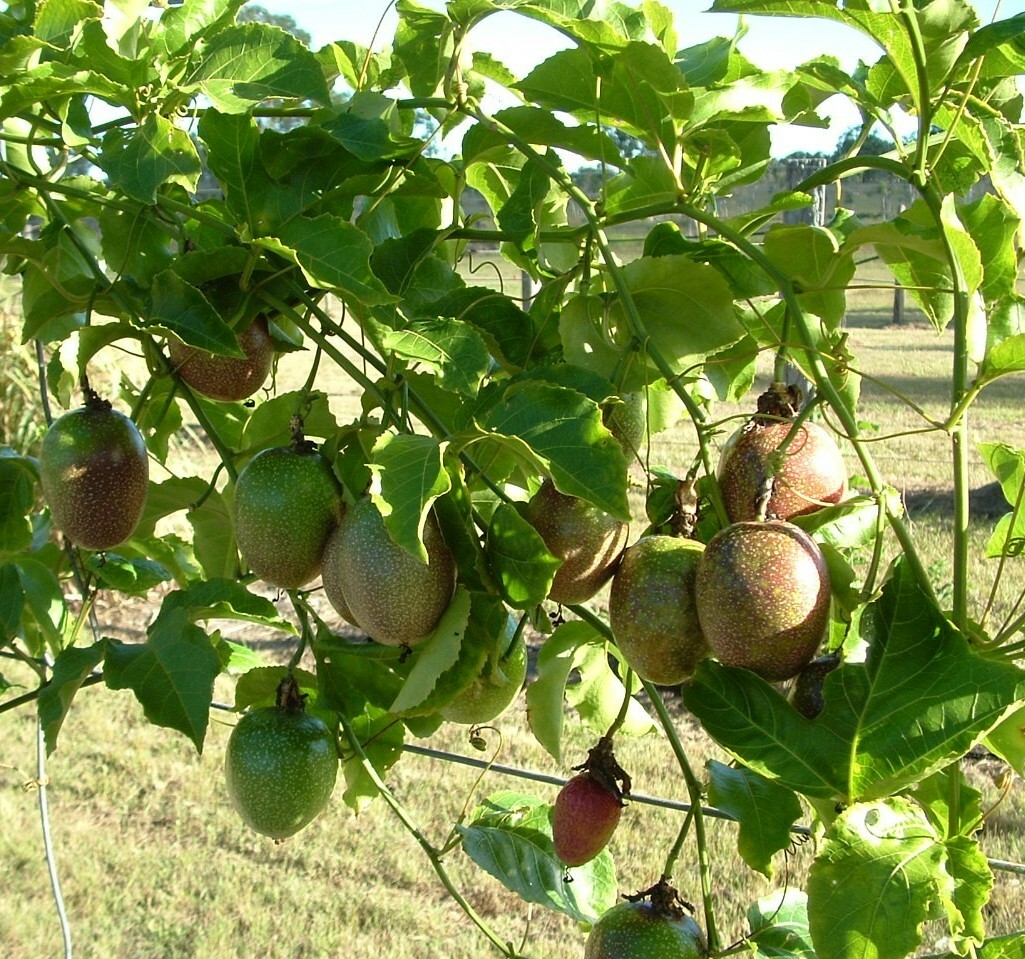 Passiflora edulis – Passion Fruit – Possum Purple