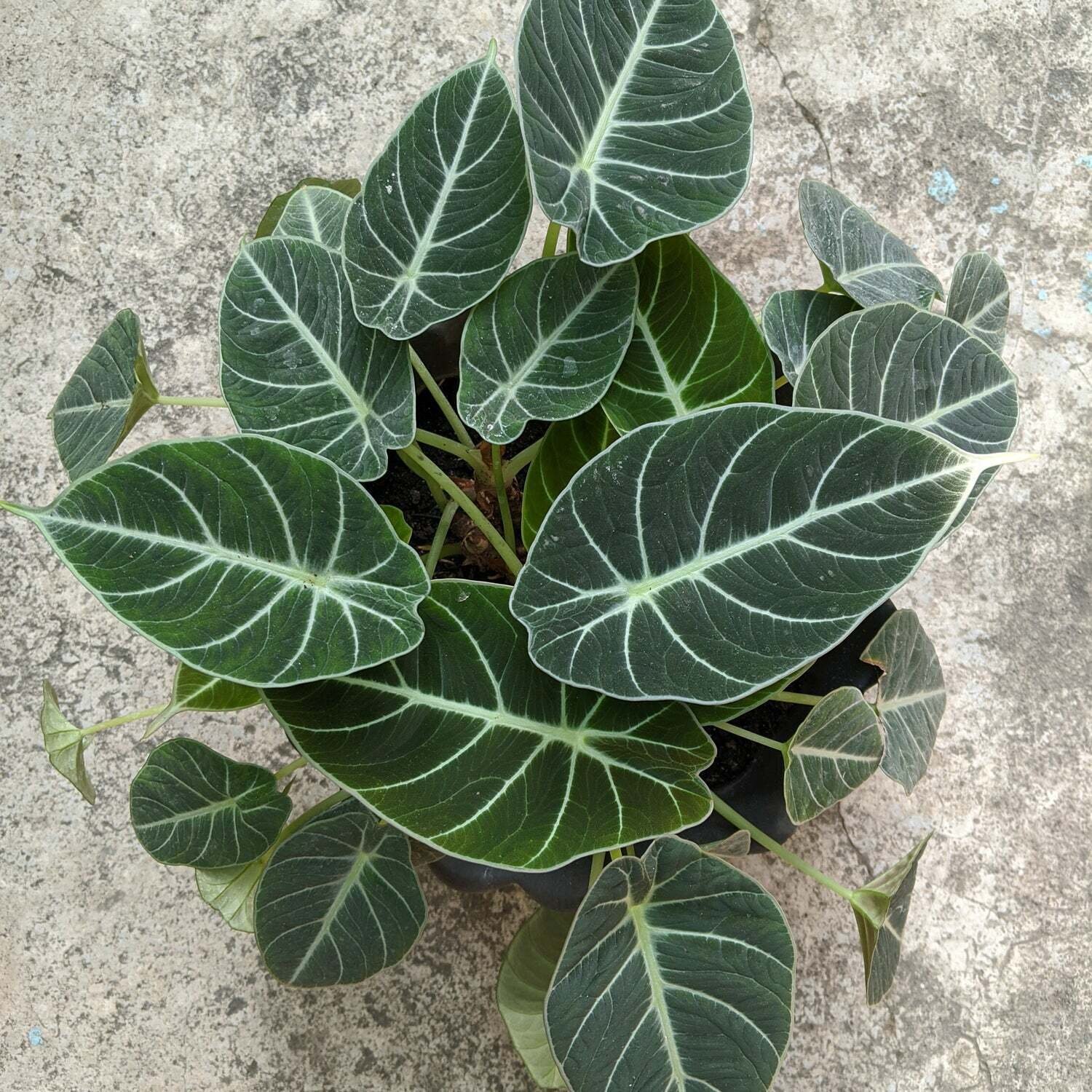 Black Velvet Elephant Ear – Alocasia reginula – Live Plant
