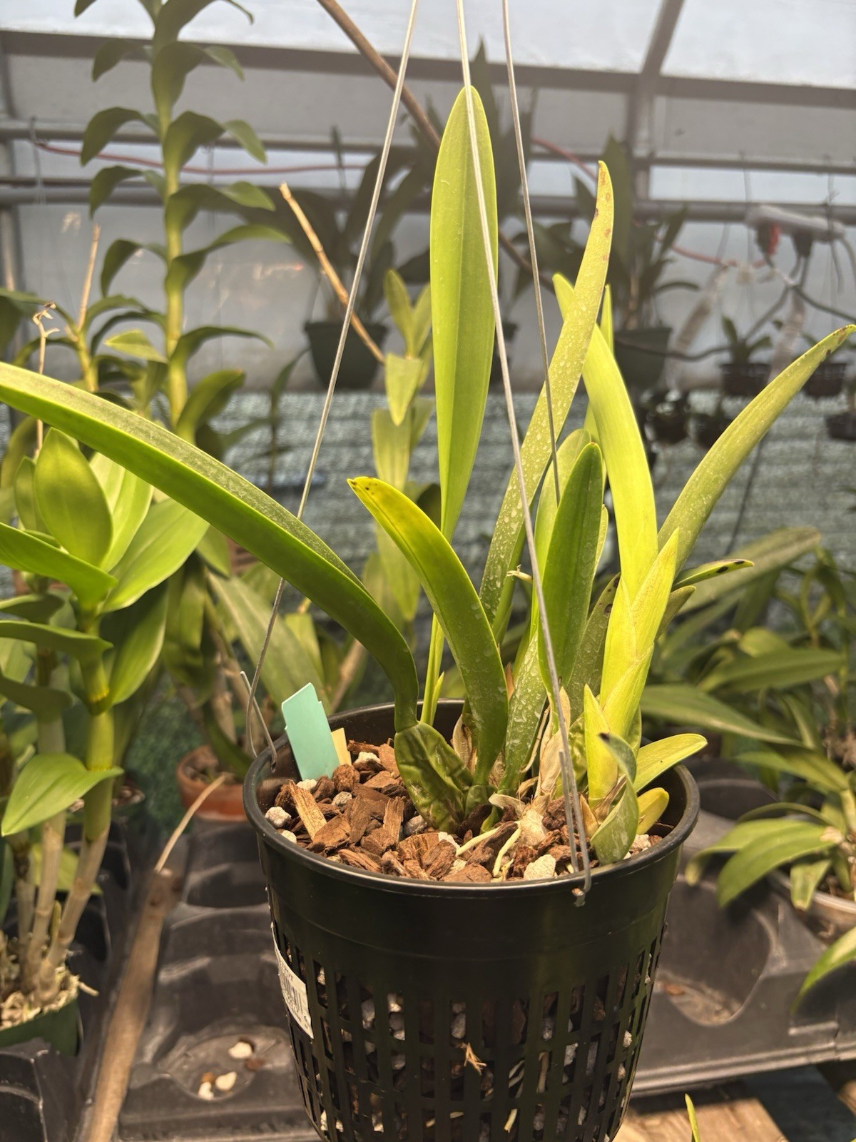 Laelia rubescens – Species With Long Spikes – 6” Hanging Pot