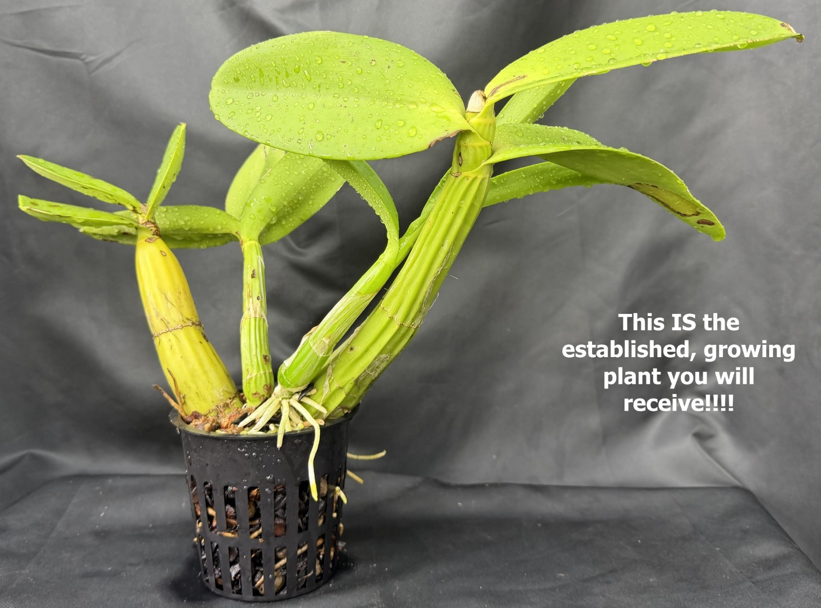 Myrmecophila Schomburgkia BRYSIANA ‘ALBA’ – prev bloomed orchid NOT cattleya