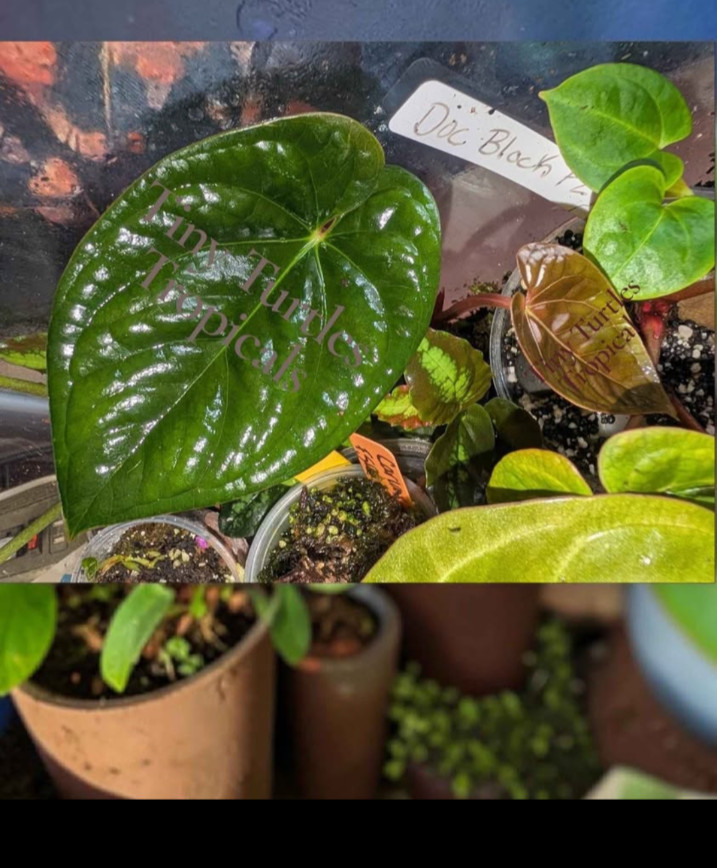 Anthurium Circus Peanuts two-leaf clone