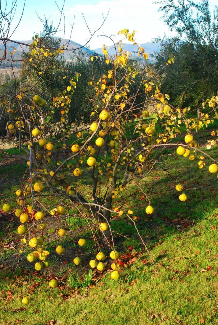 30-40” tall Cydonia Provence Quince rooted 1-2 year old plant