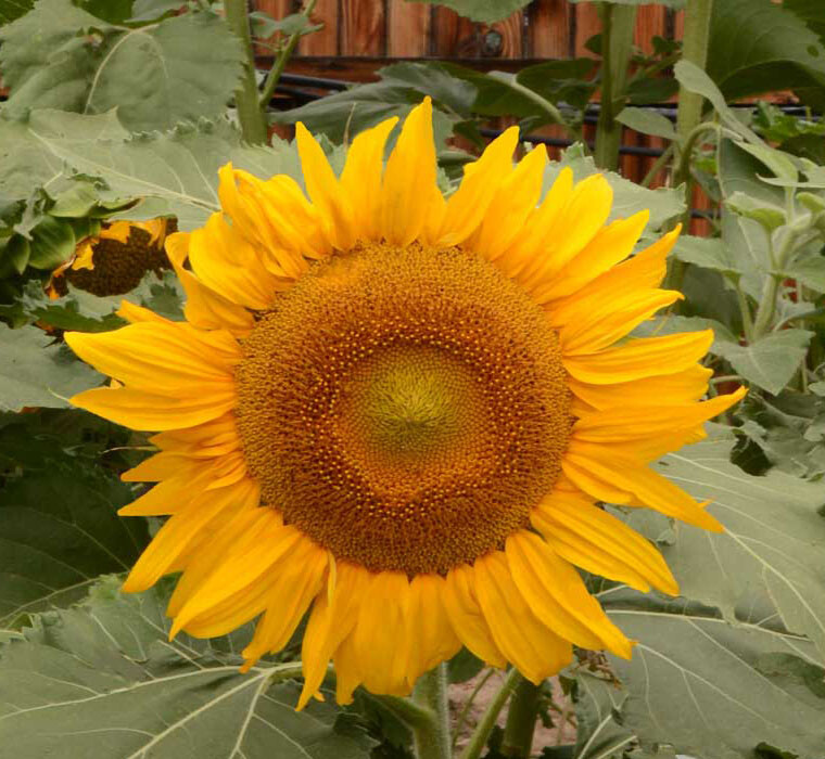 Sunflower DWARF INCREDIBLE 30-40” | 8” Flowers SAFE FOR BEES Non-GMO 100 Seeds!