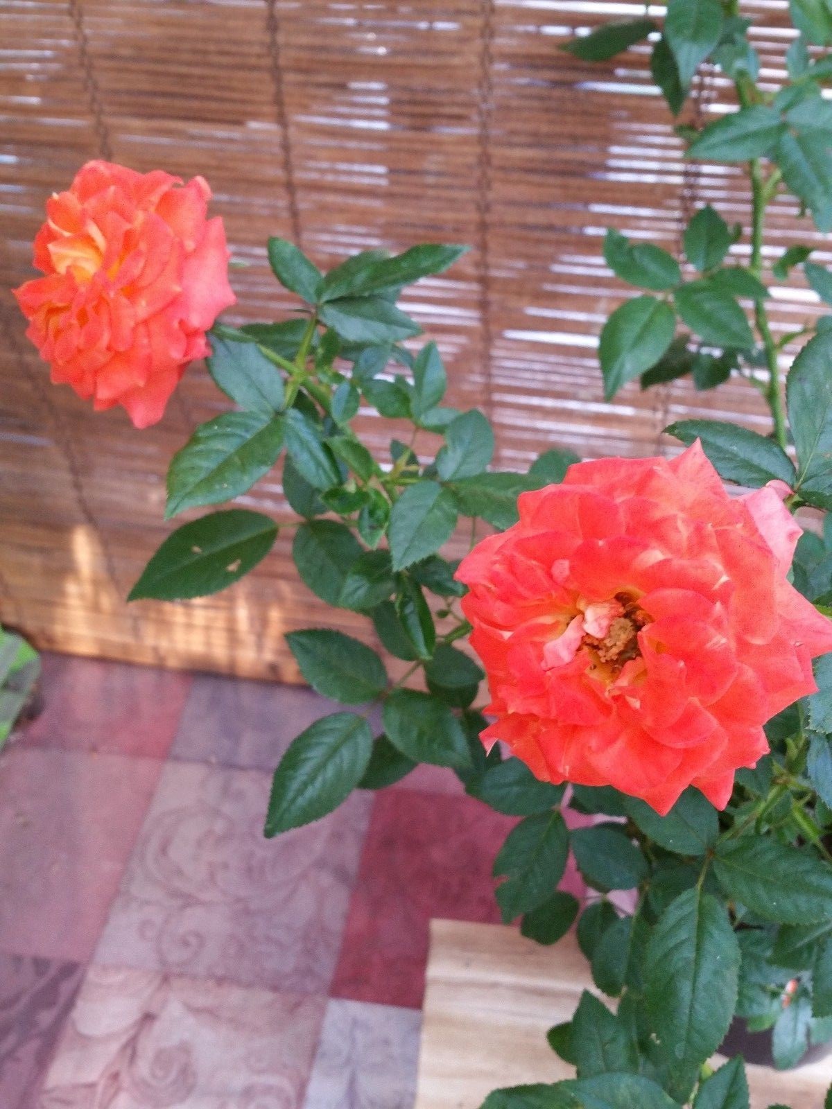 Miniature Rose Live Plants