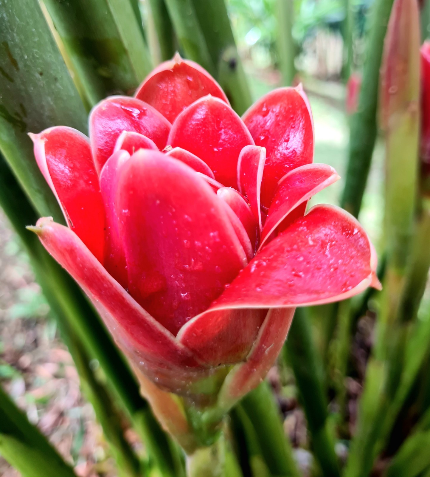 RED TULIP TORCH GINGER ETLINGERA LIVE RHIZOME TROPICAL