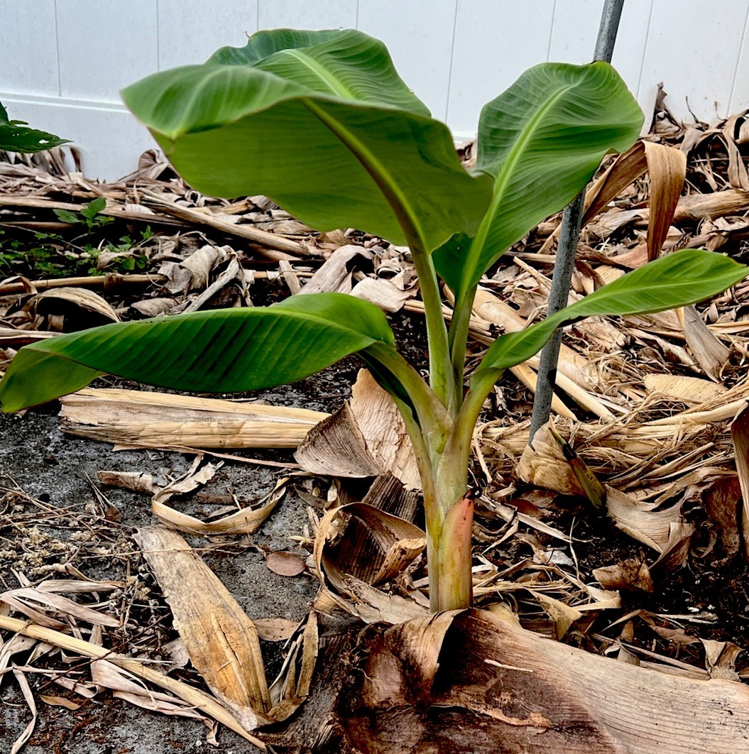 Live Burro Plantain Pups Potted Or with Rootball and Corm 10 Inch Tall Plant