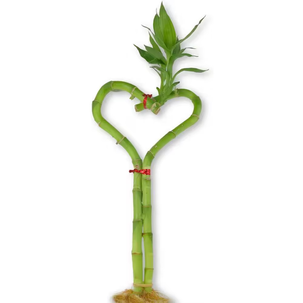 Lucky Indoor Bamboo Heart-Live Plant-Ships Bare Root-10 In. Tall Heart Shaped St