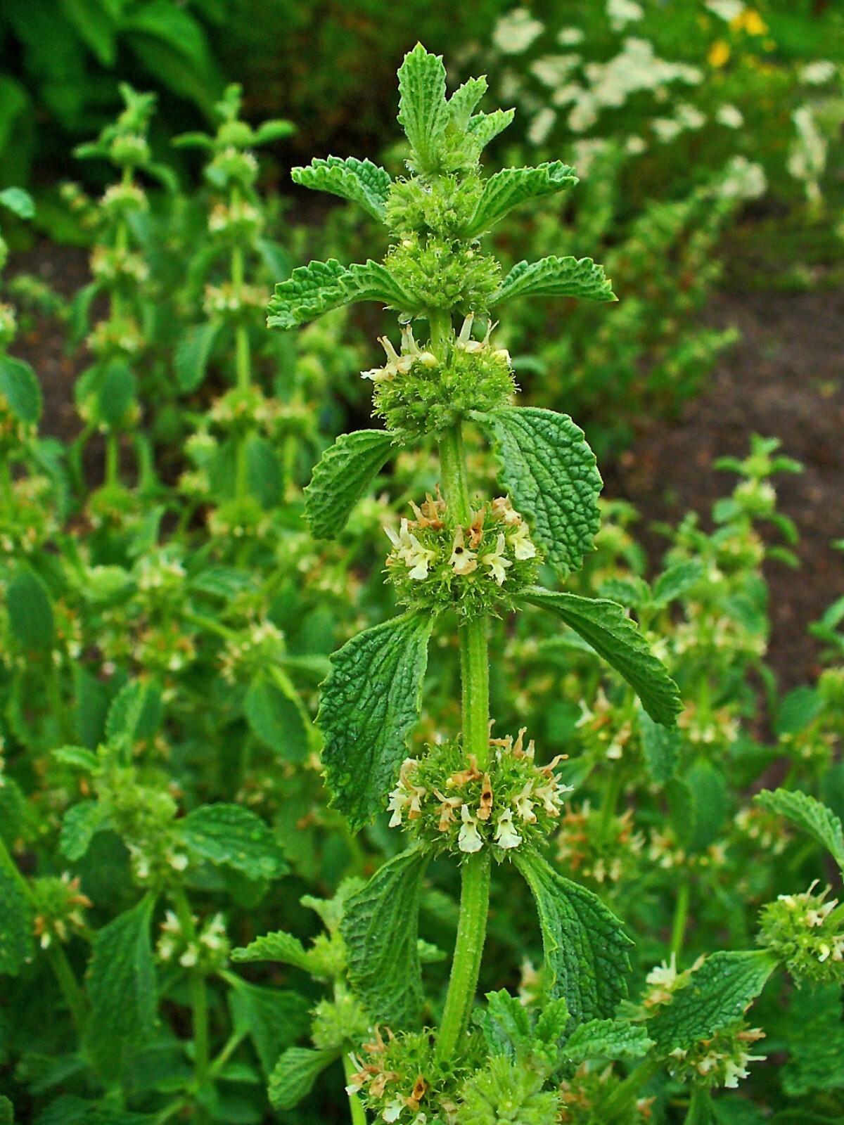 Horehound Seeds – Marrubium vulgare Seeds – Easy to Grow! – Multiple Quantities